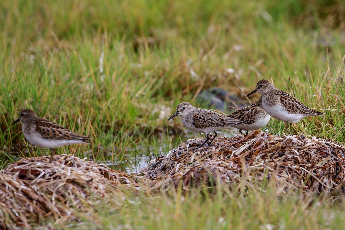 Least Sandpiper - ML624535896