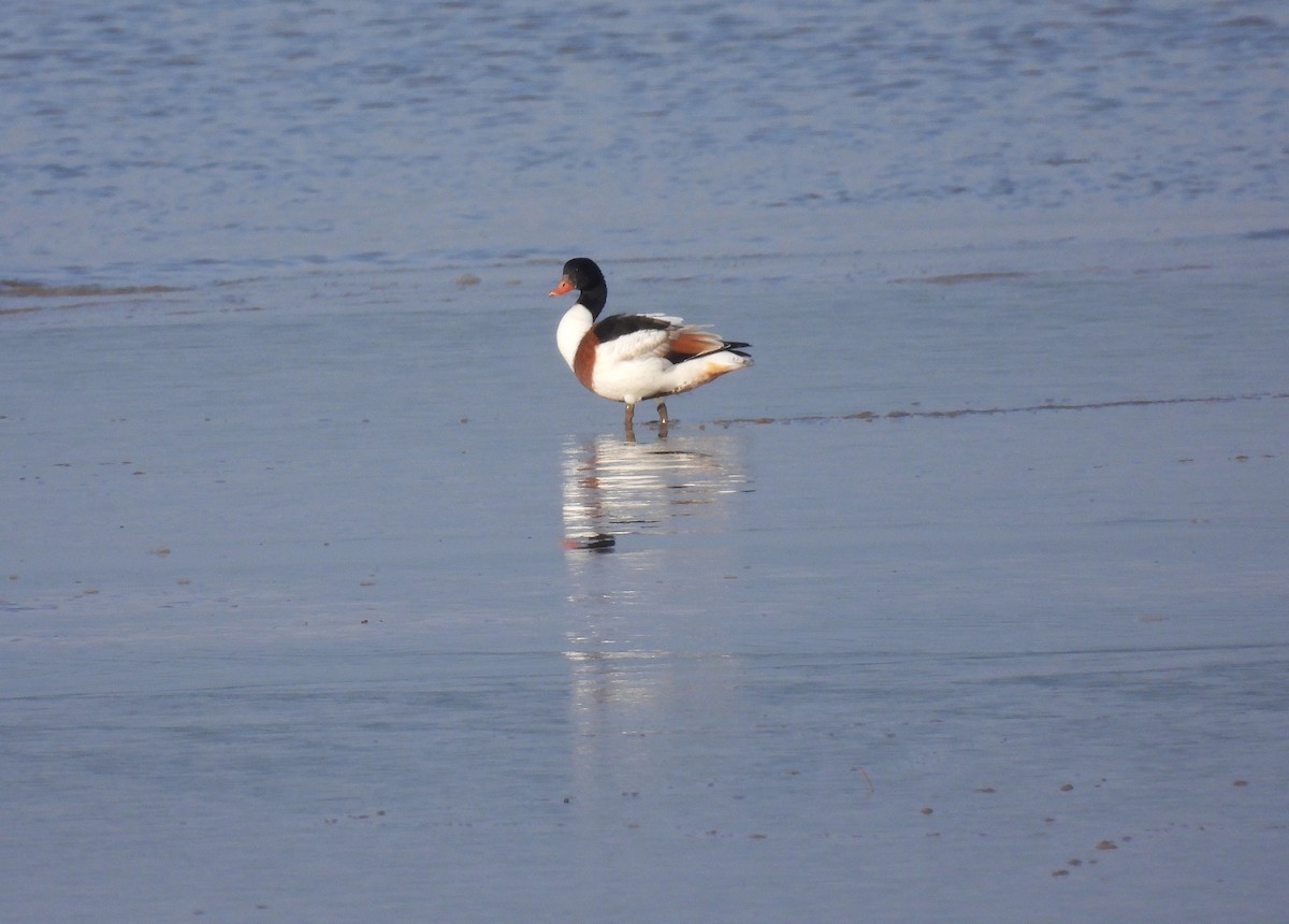 Common Shelduck - ML624535899