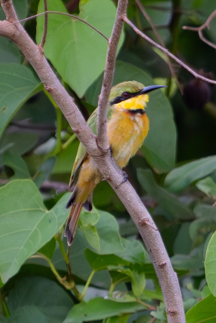 Little Bee-eater - Richard Edden