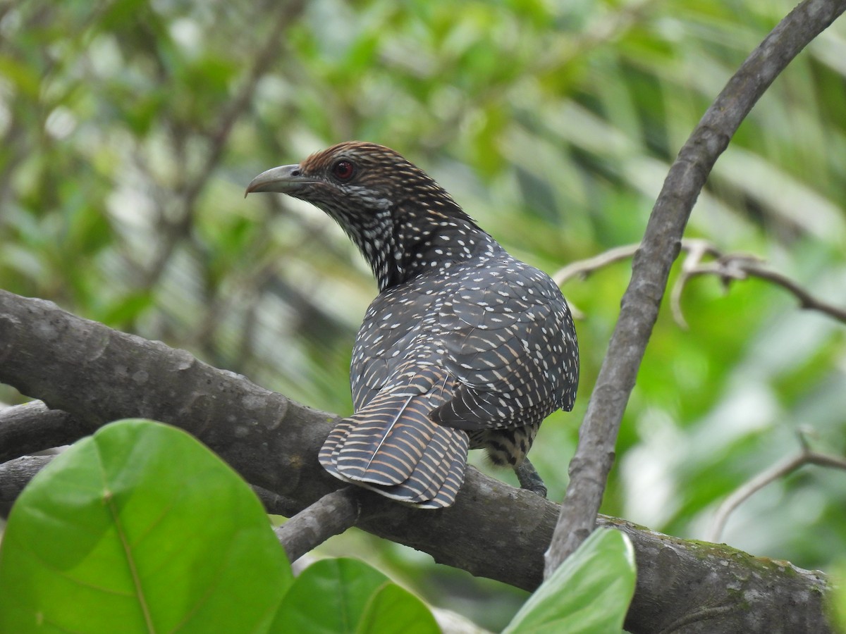 Asian Koel - ML624535905