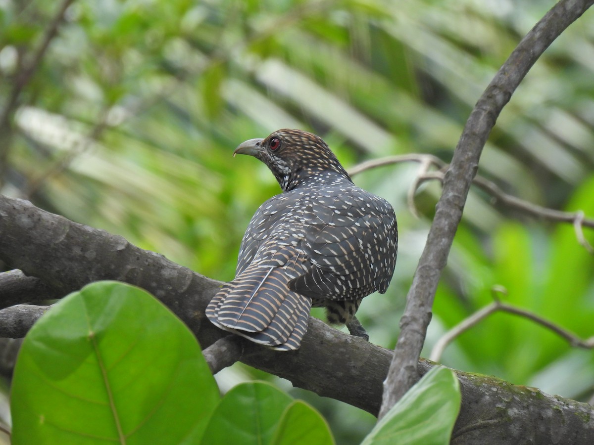 Asian Koel - ML624535906