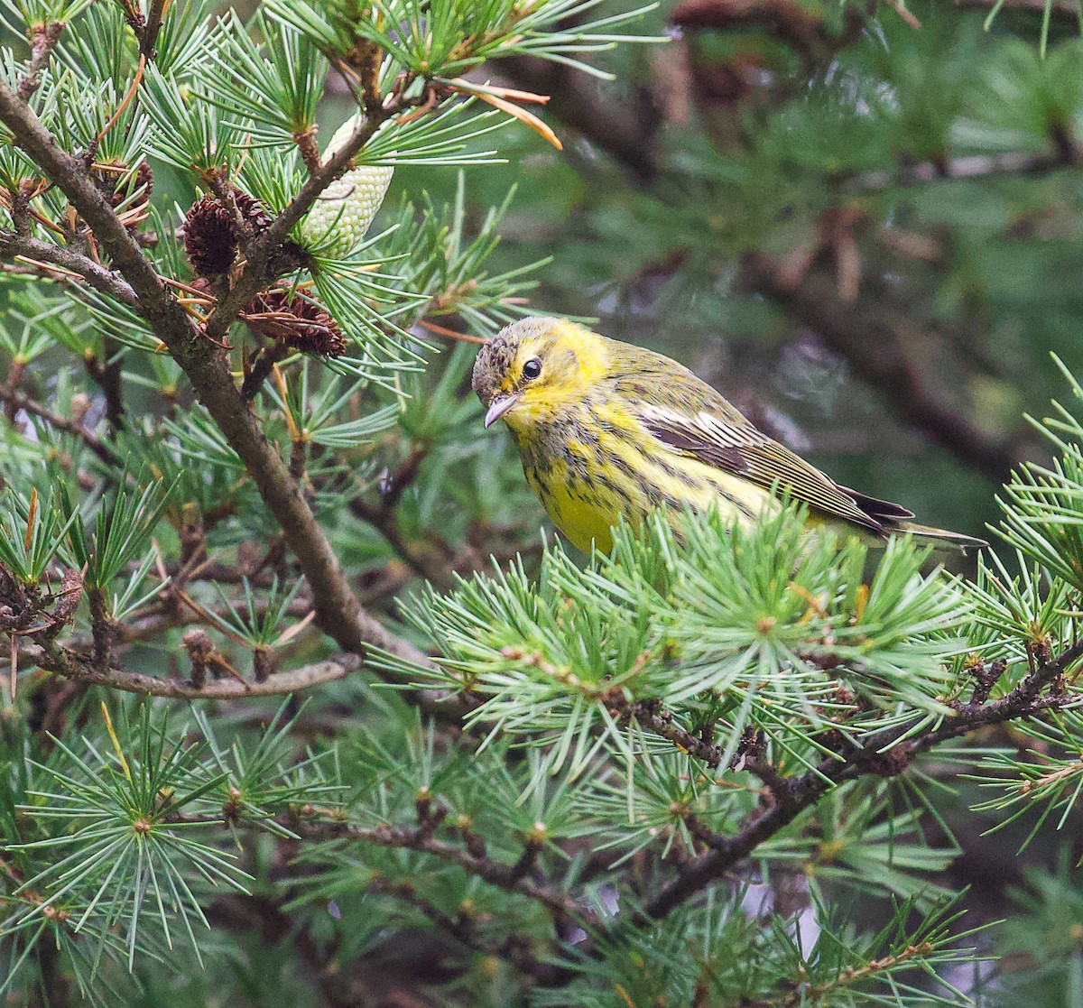 Cape May Warbler - ML624535908