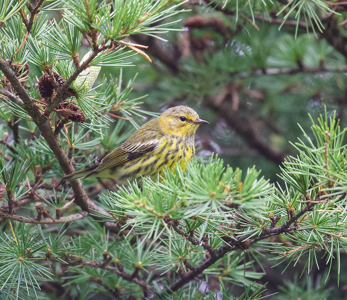 Cape May Warbler - ML624535909