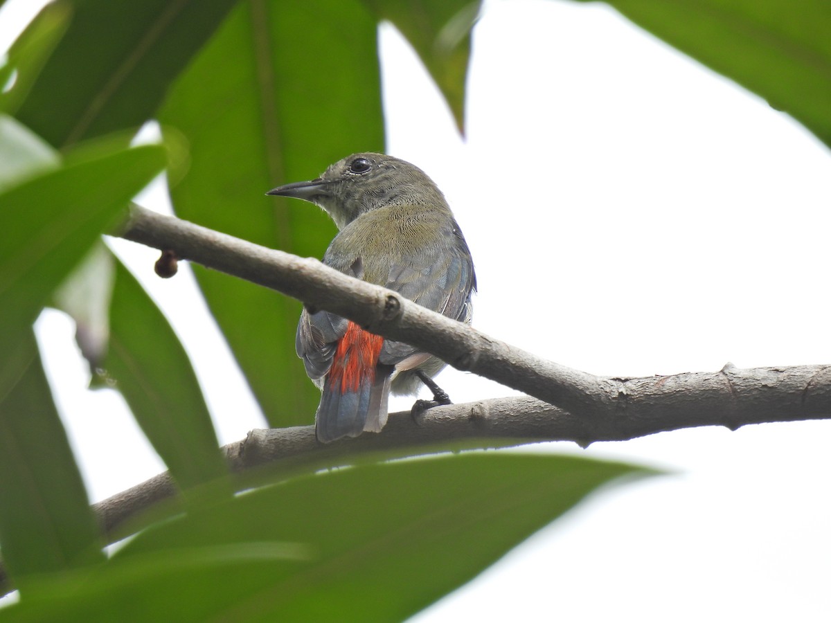 Scarlet-backed Flowerpecker - ML624535910