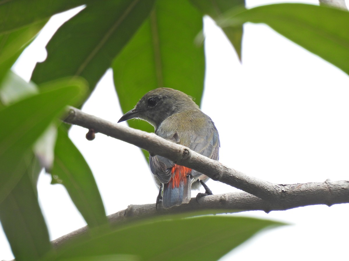 Scarlet-backed Flowerpecker - ML624535911