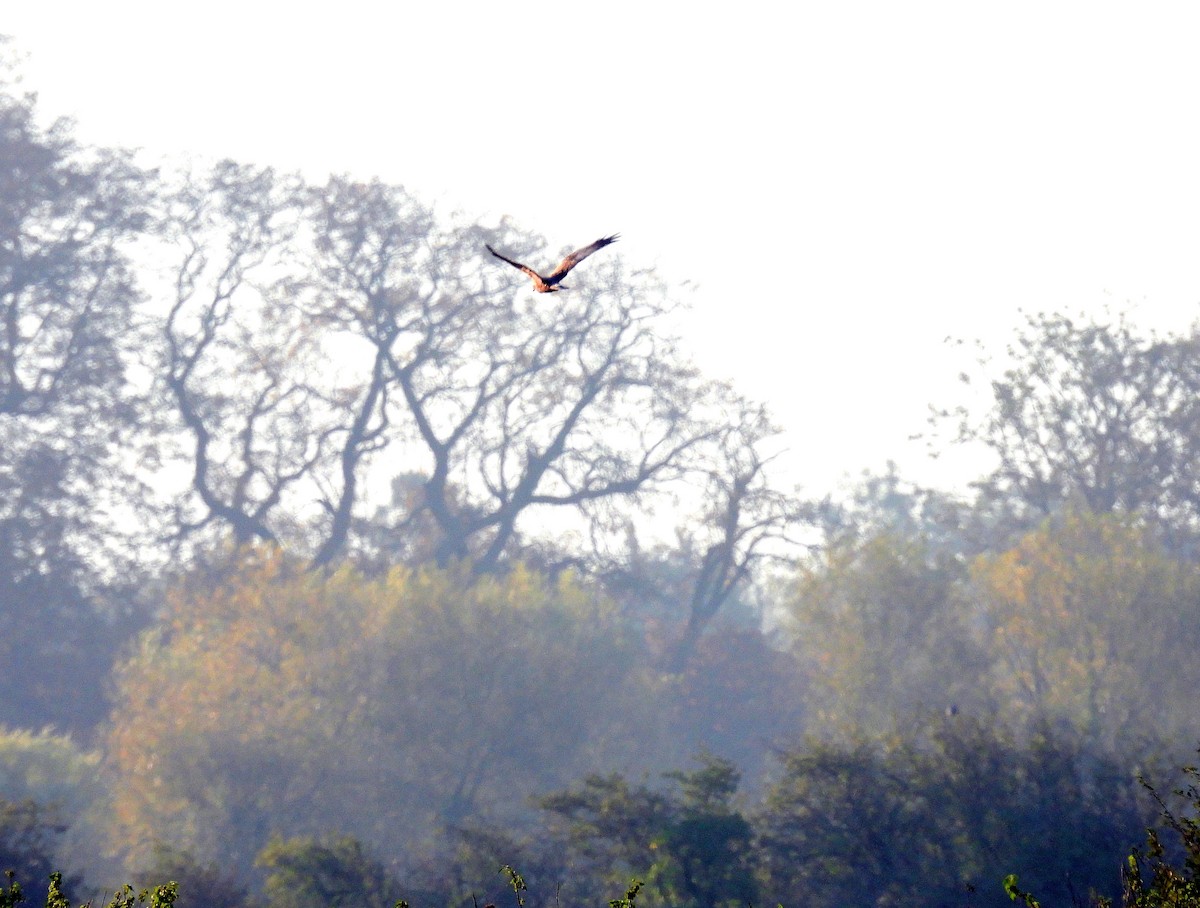 Western Marsh Harrier - ML624535912