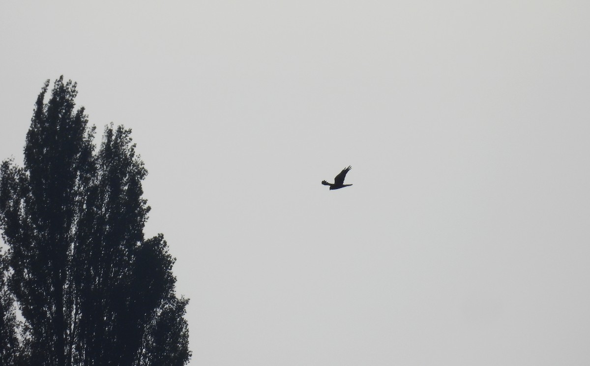 Western Marsh Harrier - ML624535914