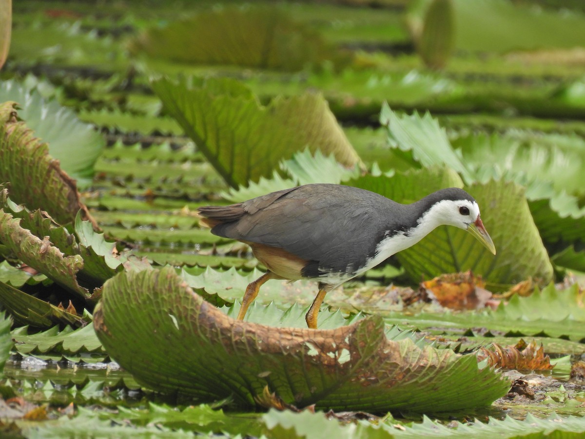 White-breasted Waterhen - ML624535915