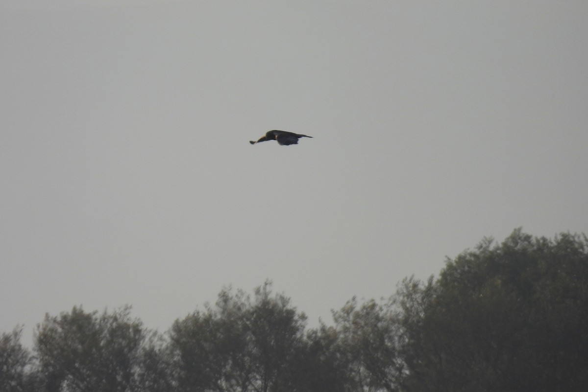 Western Marsh Harrier - ML624535916