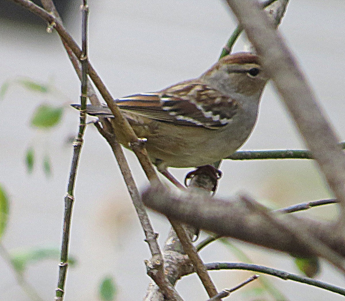 White-crowned Sparrow - ML624535919