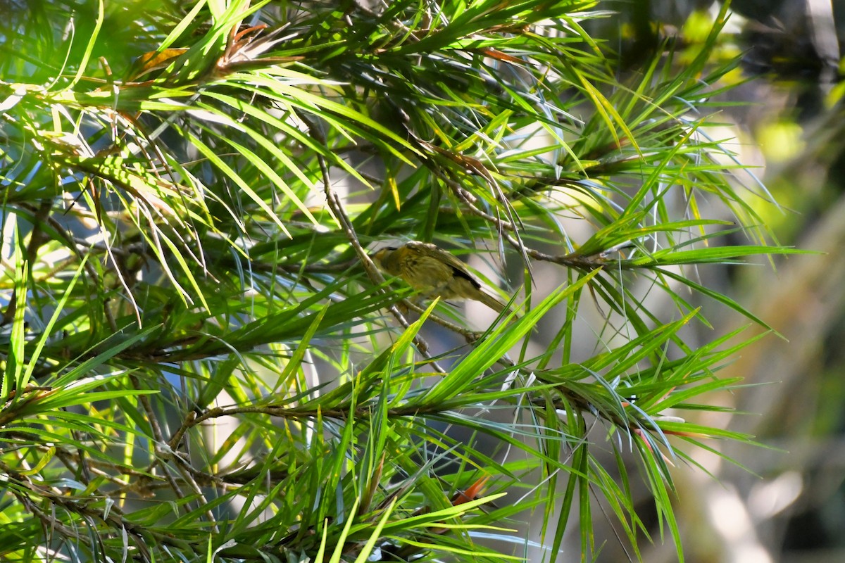 Macleay's Honeyeater - ML624536043