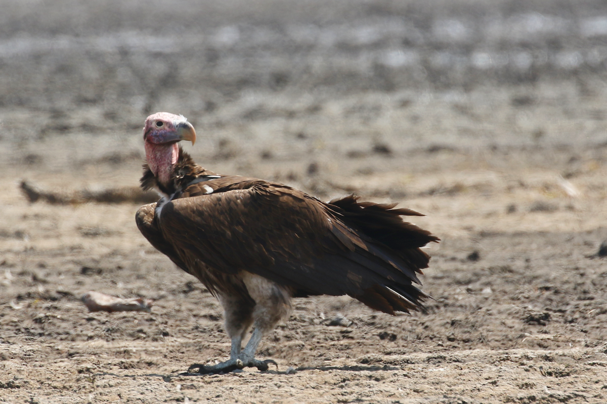 Lappet-faced Vulture - ML624536097