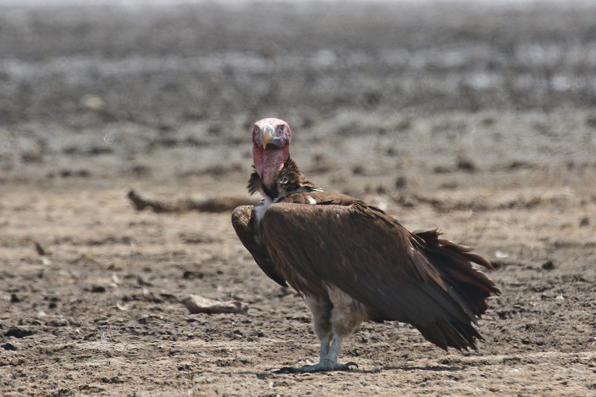 Lappet-faced Vulture - ML624536098