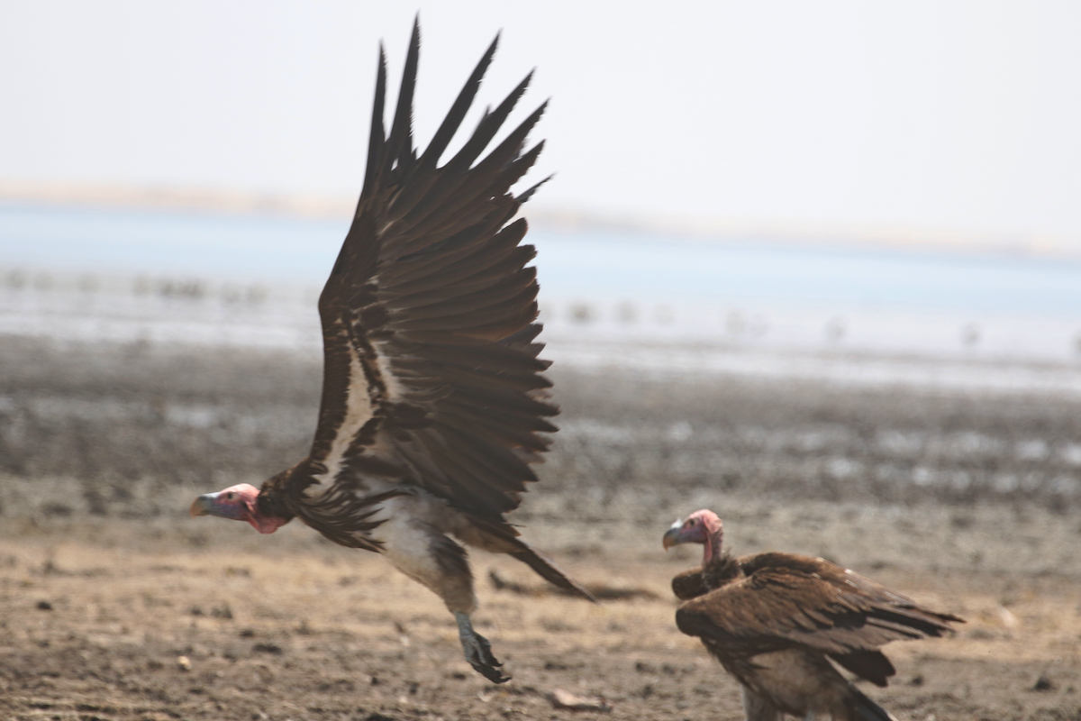 Lappet-faced Vulture - ML624536101