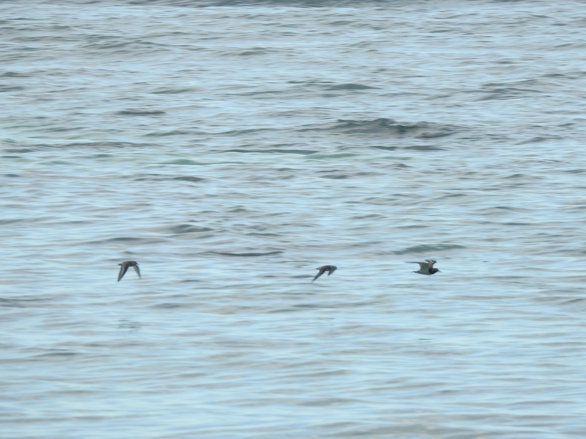 Ruddy Turnstone - Sally Loveridge