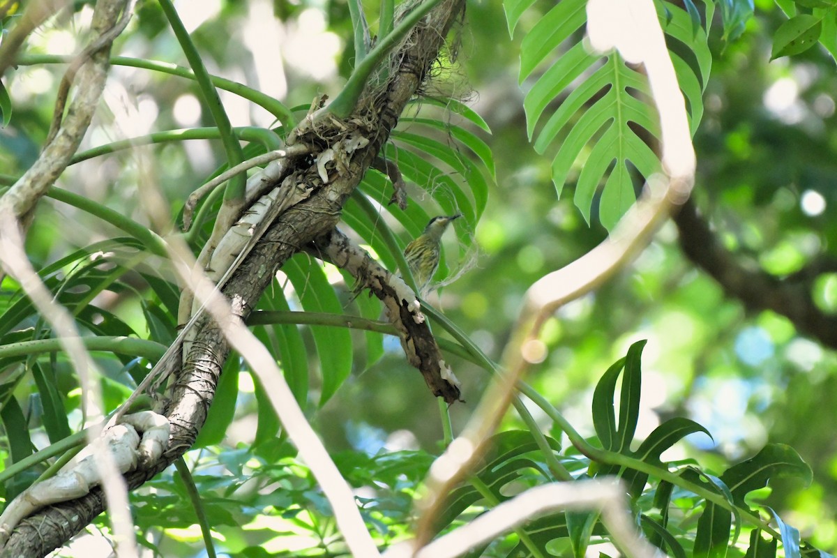 Macleay's Honeyeater - ML624536122