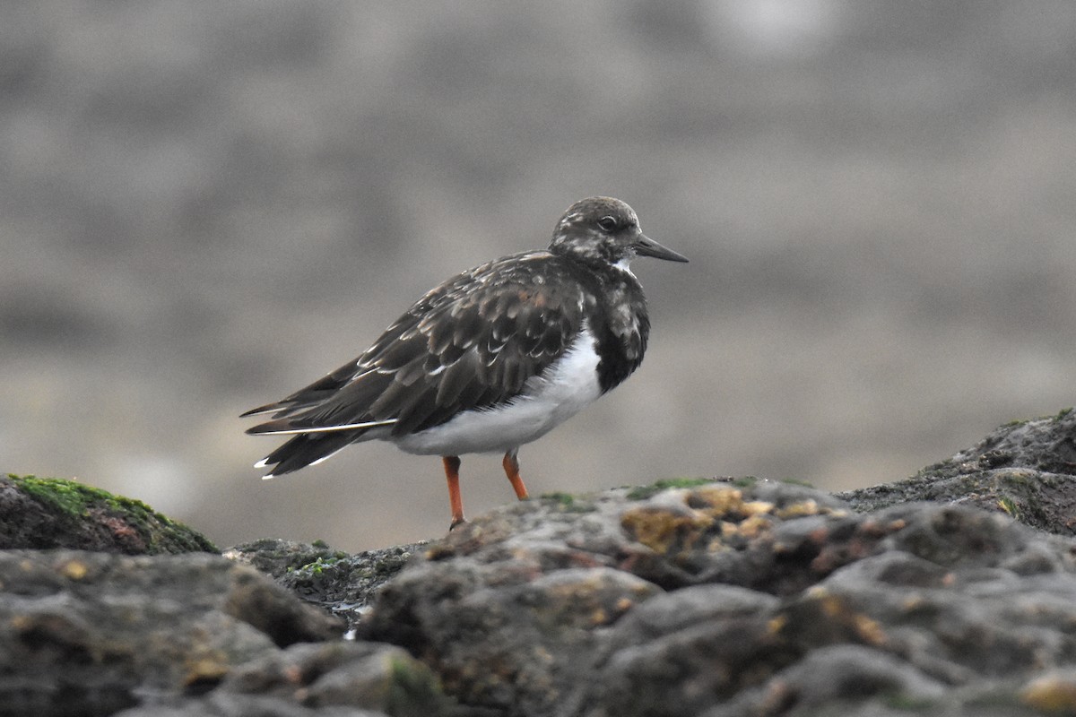 Ruddy Turnstone - João Ferreira da Silva