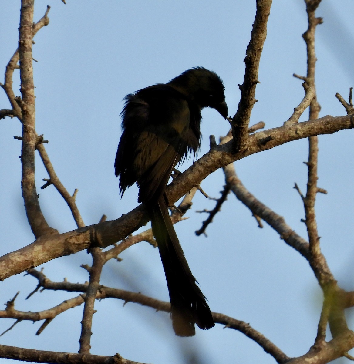 Black Drongo - ML624536139