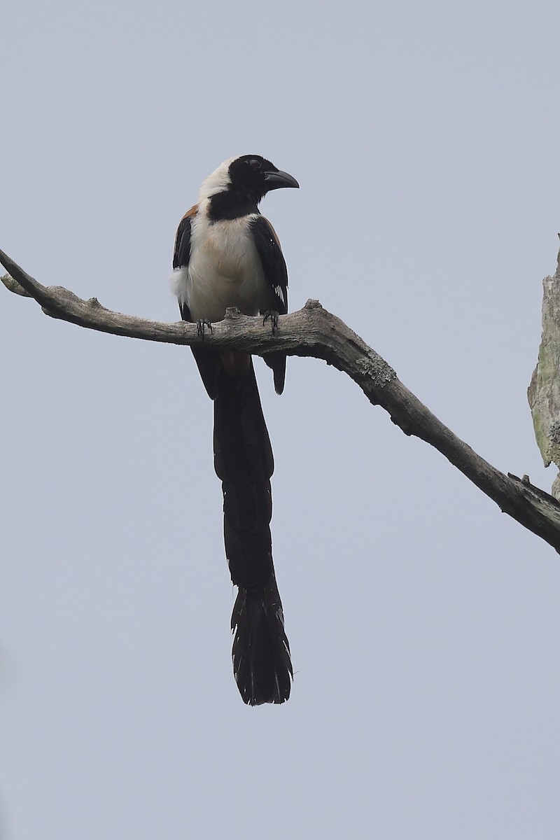 White-bellied Treepie - ML624536140