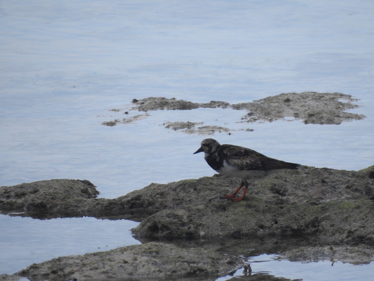 Ruddy Turnstone - ML624536143