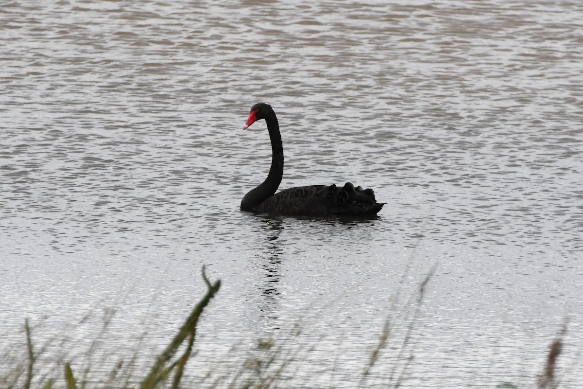 Black Swan - ML624536144