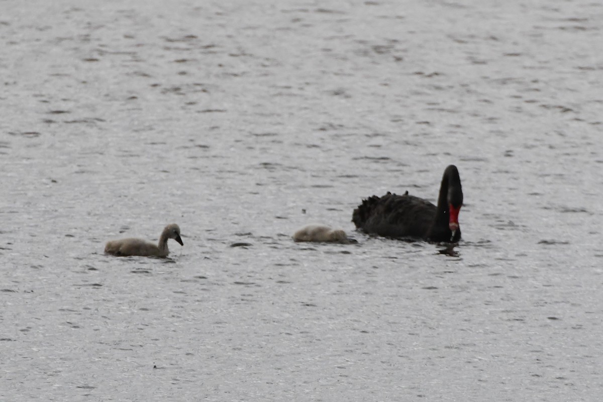 Black Swan - ML624536145