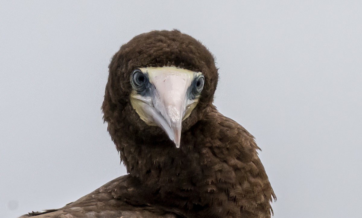 Brown Booby - ML624536150