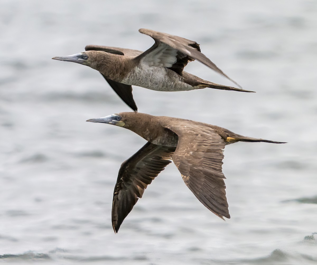 Brown Booby - ML624536151