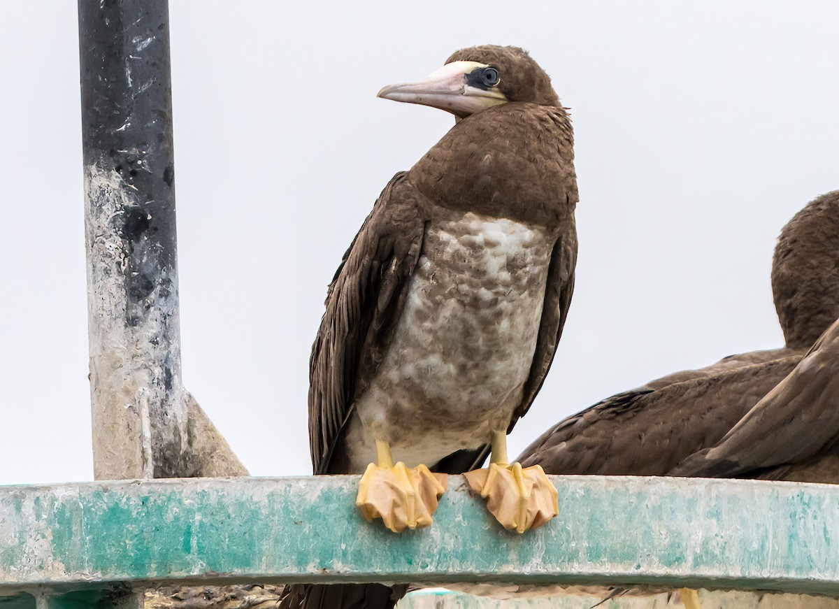 Brown Booby - ML624536152