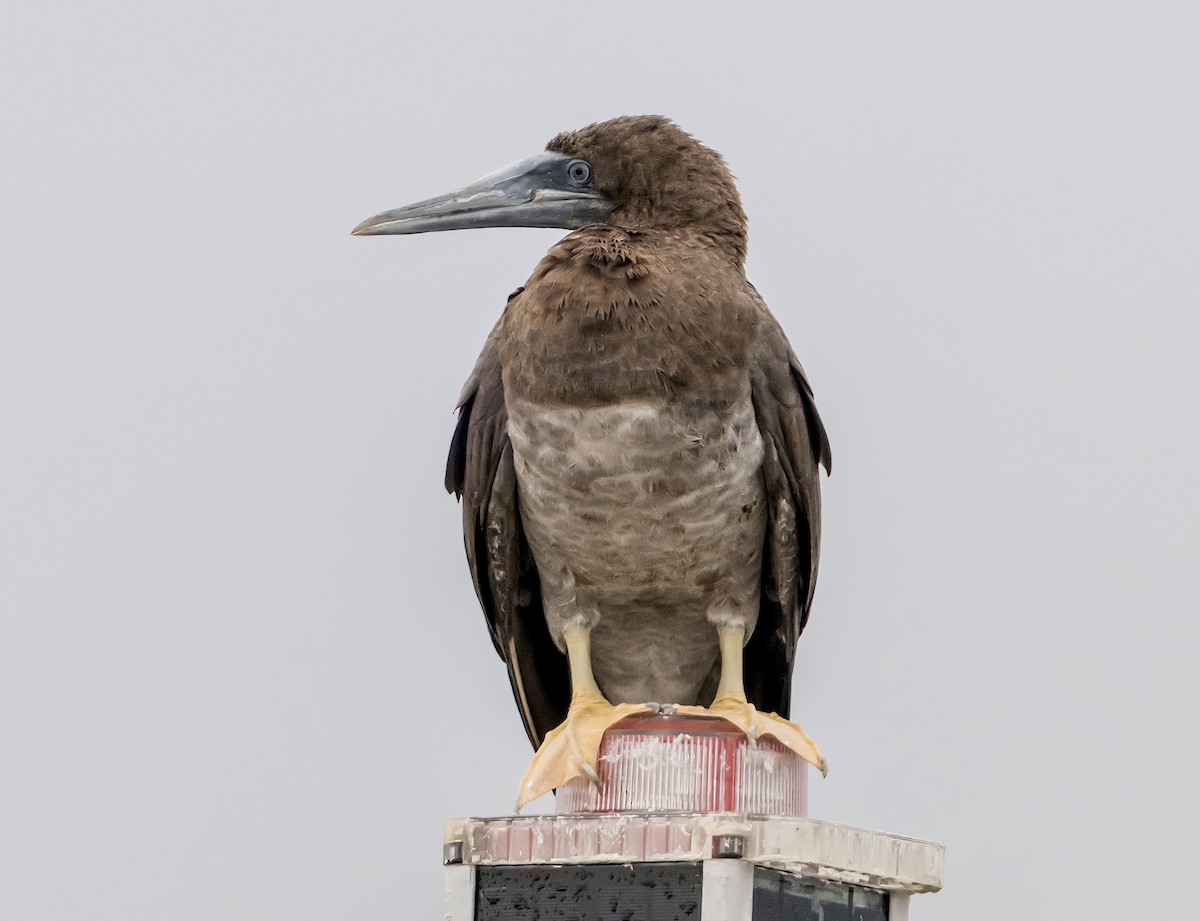 Brown Booby - Gregg Petersen