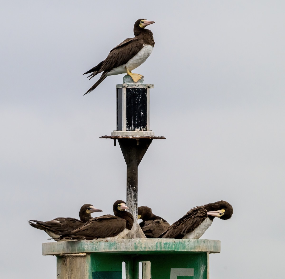 Brown Booby - ML624536154