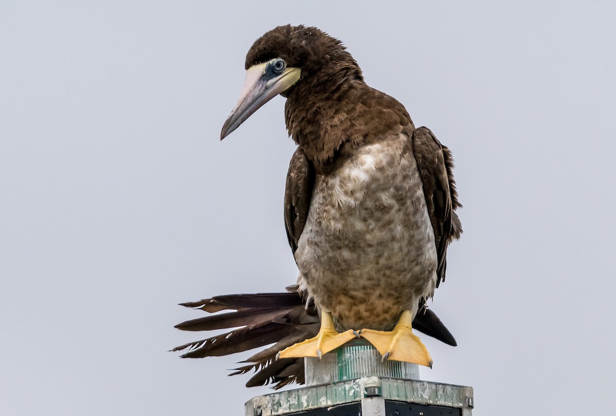 Brown Booby - ML624536155