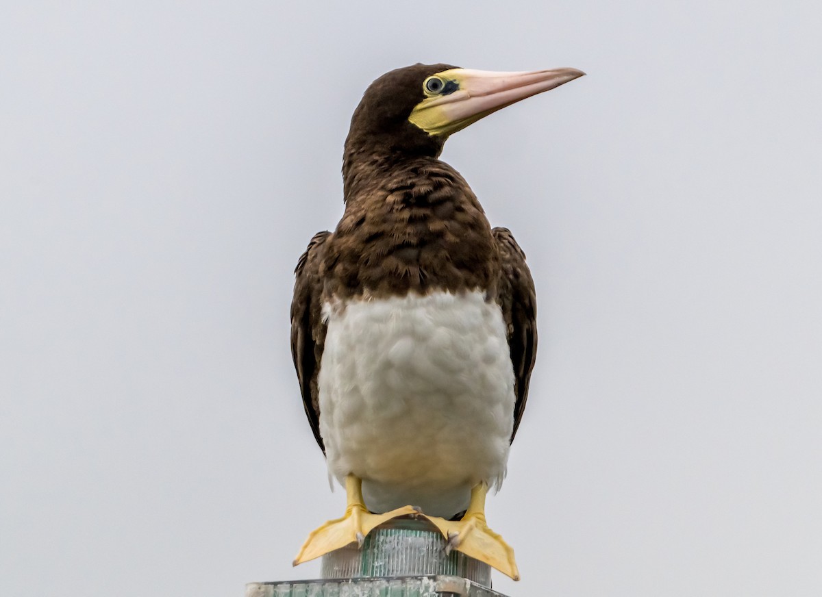 Brown Booby - ML624536156