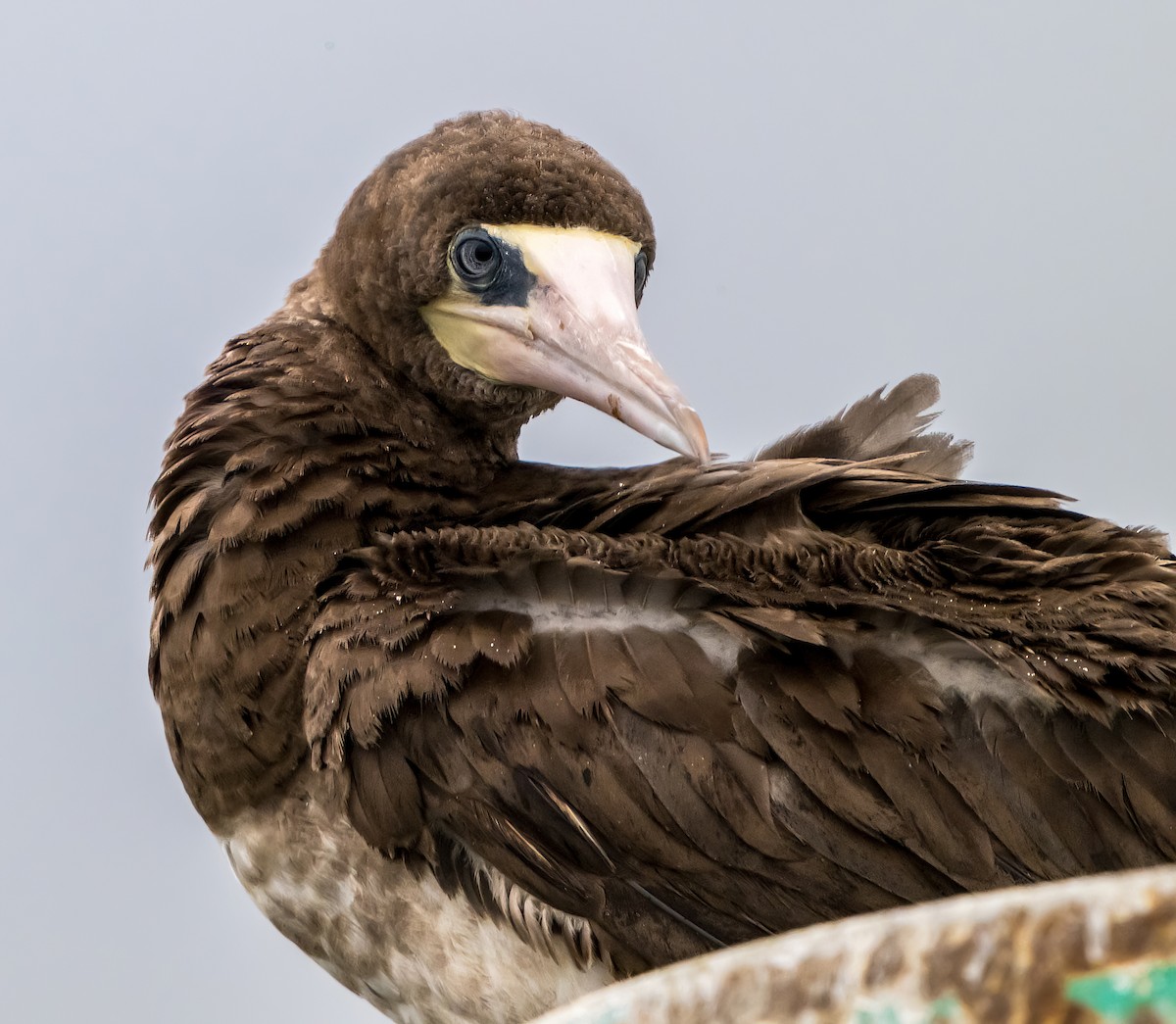 Brown Booby - ML624536158