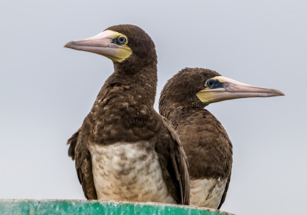 Brown Booby - ML624536159