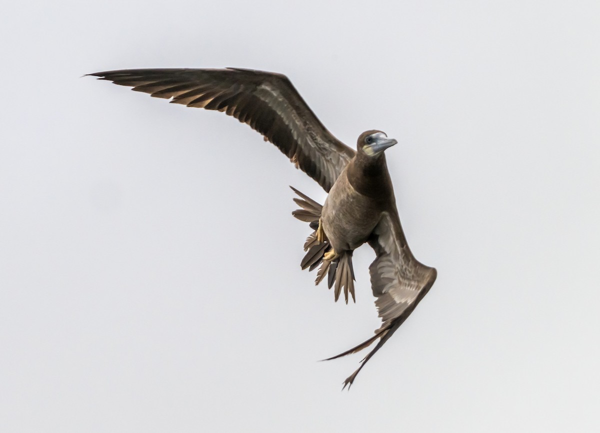 Brown Booby - ML624536160