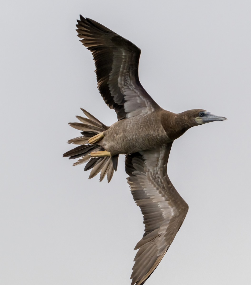 Brown Booby - ML624536161