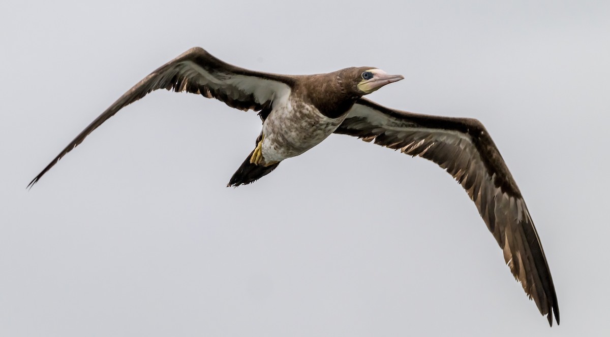 Brown Booby - ML624536162