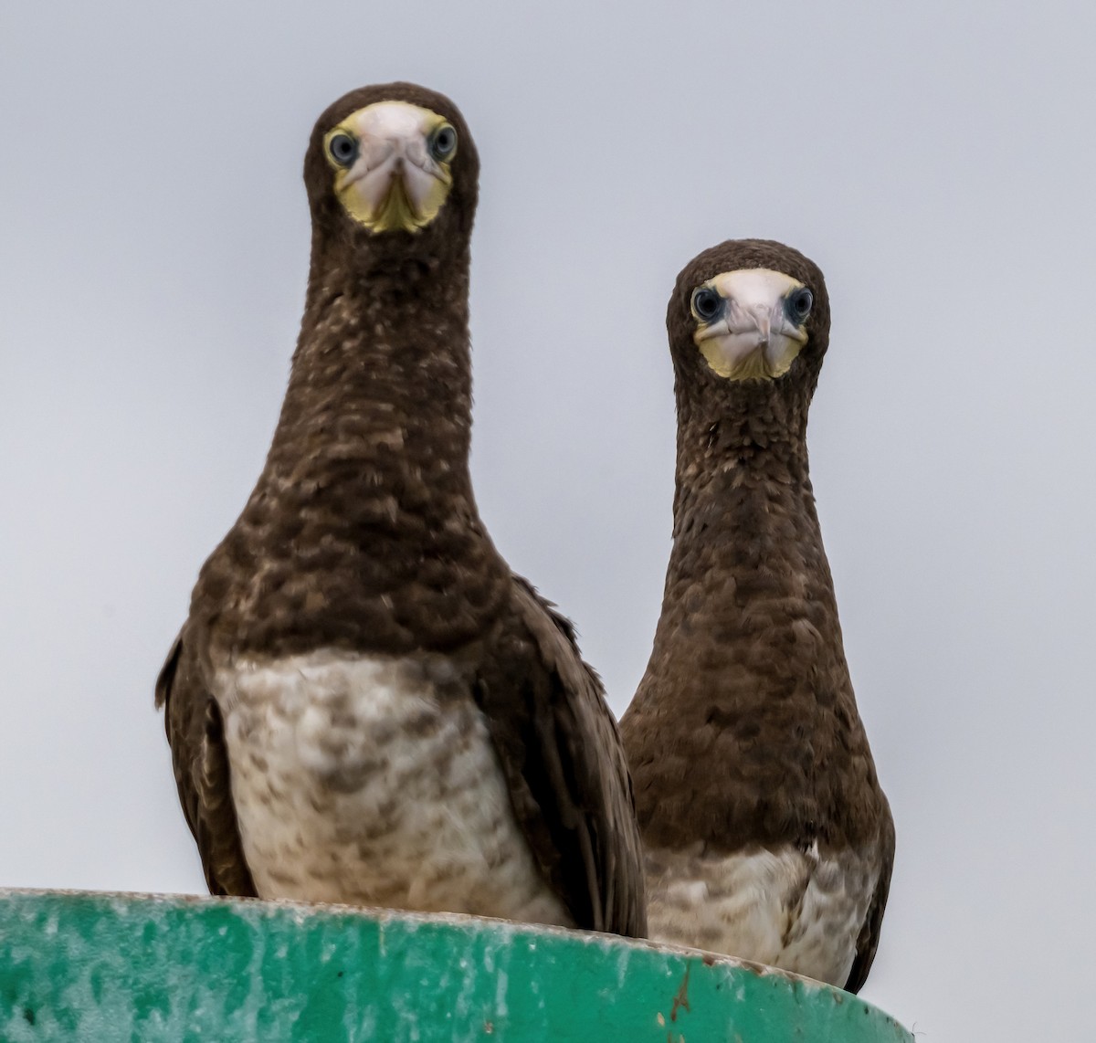 Brown Booby - ML624536163