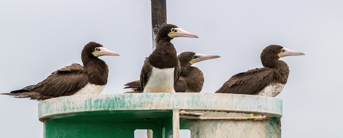 Brown Booby - ML624536164