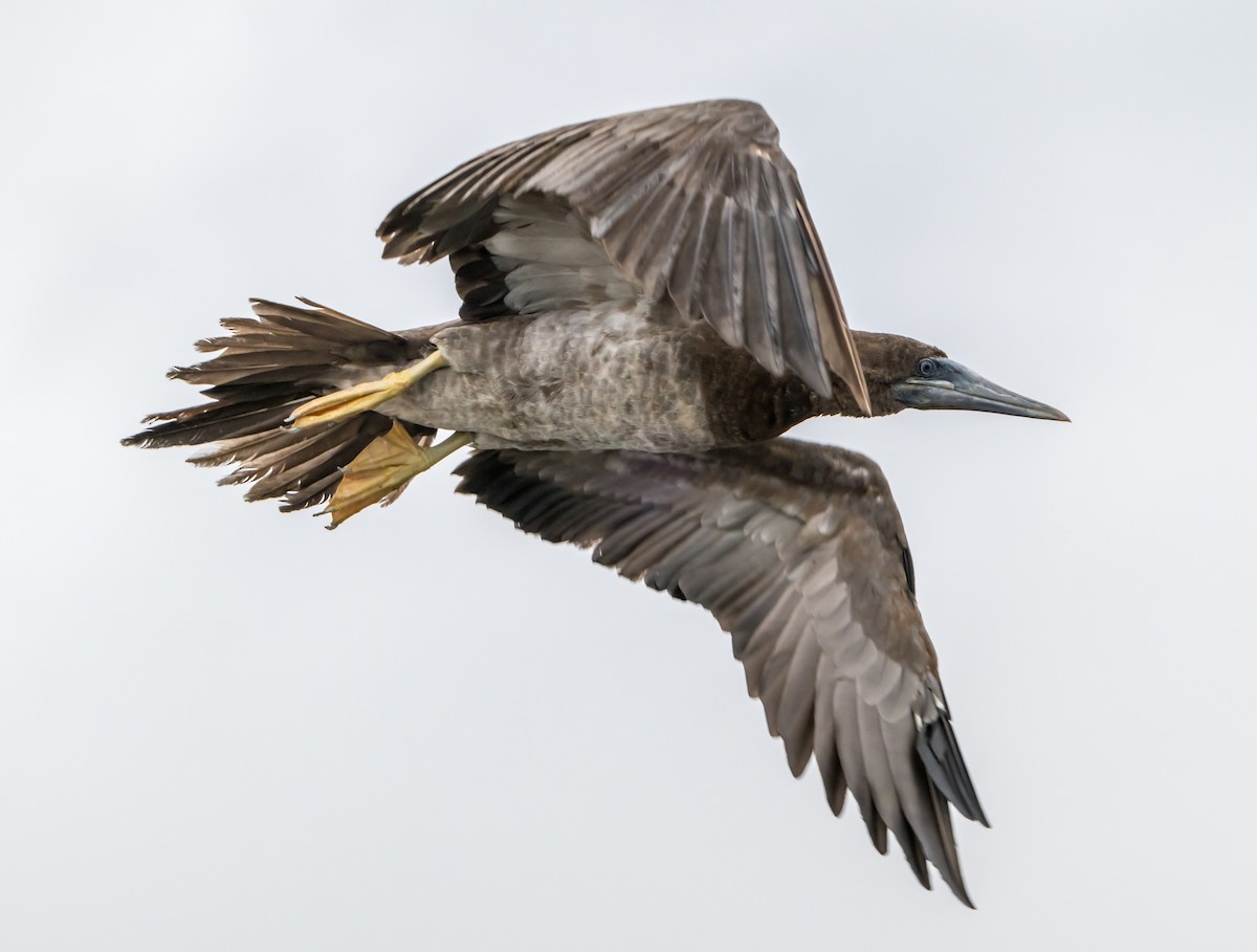 Brown Booby - ML624536166