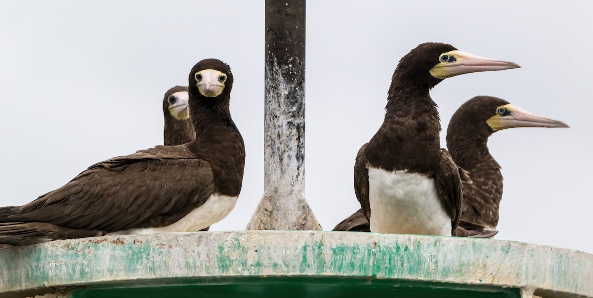 Brown Booby - ML624536167