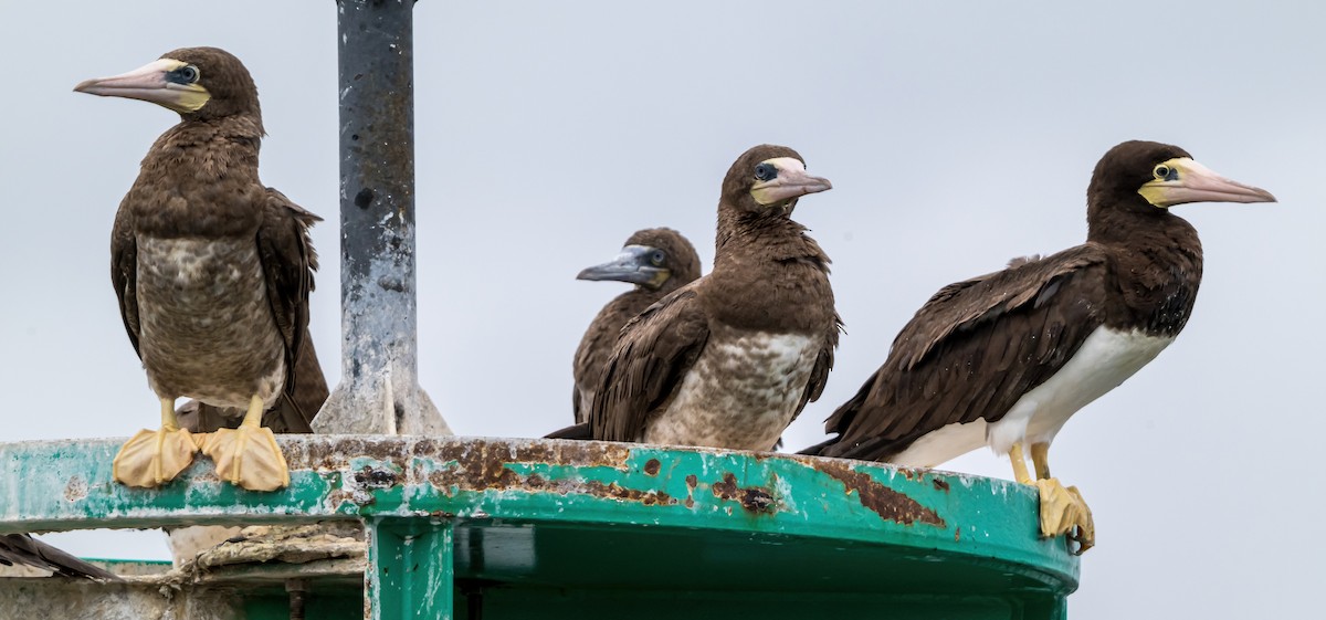 Brown Booby - ML624536168