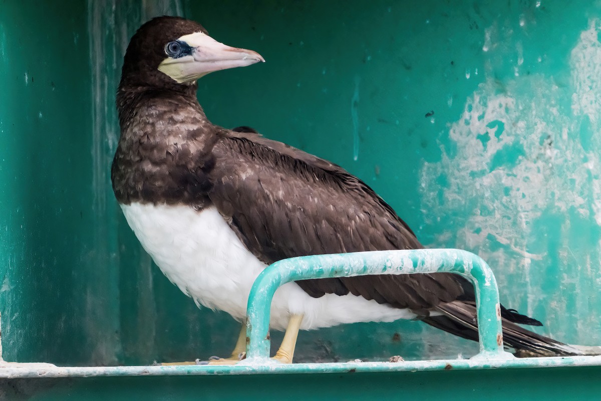 Brown Booby - ML624536169