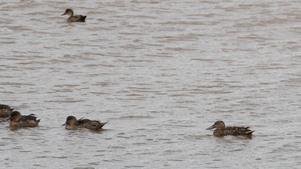 Australasian Shoveler - ML624536170