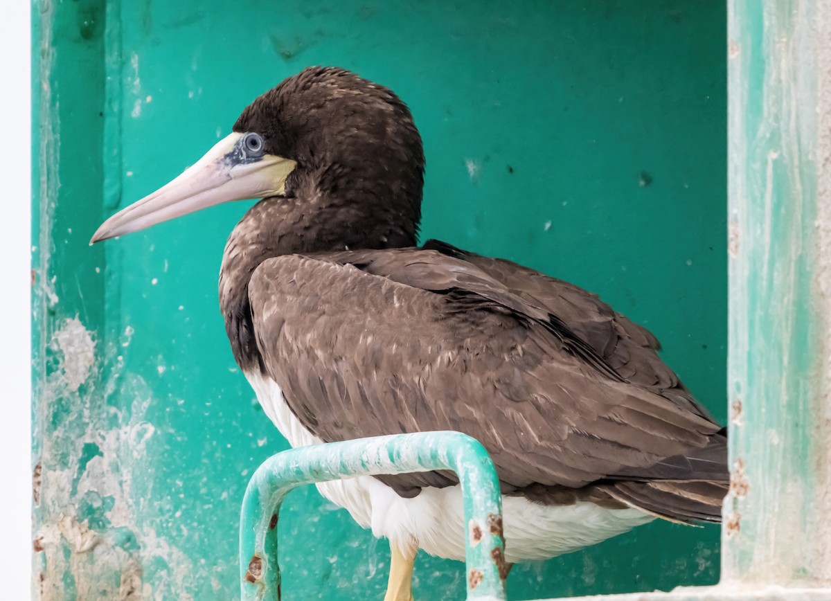 Brown Booby - ML624536171