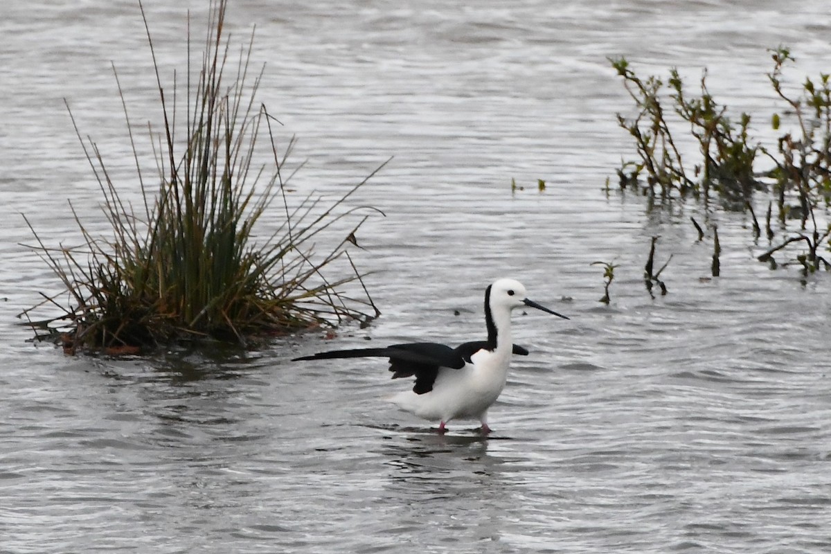 Pied Stilt - ML624536188