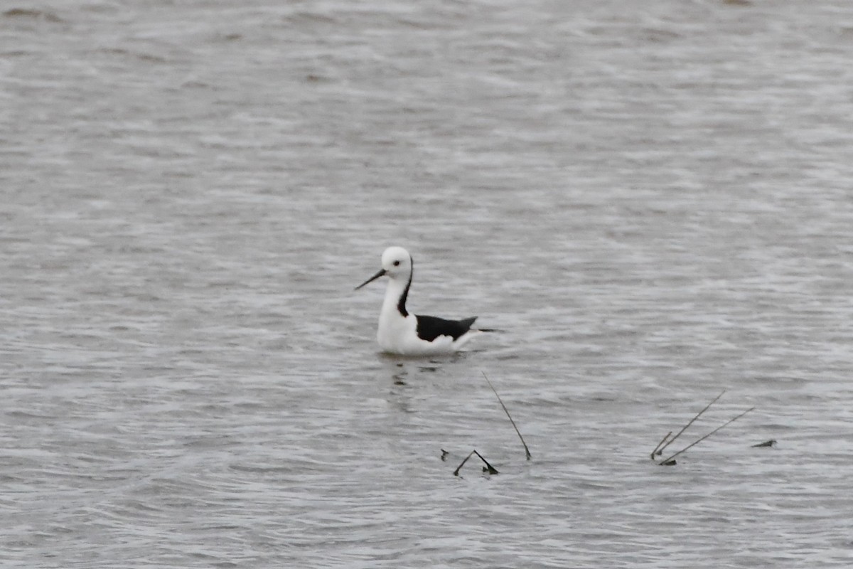 Pied Stilt - ML624536189