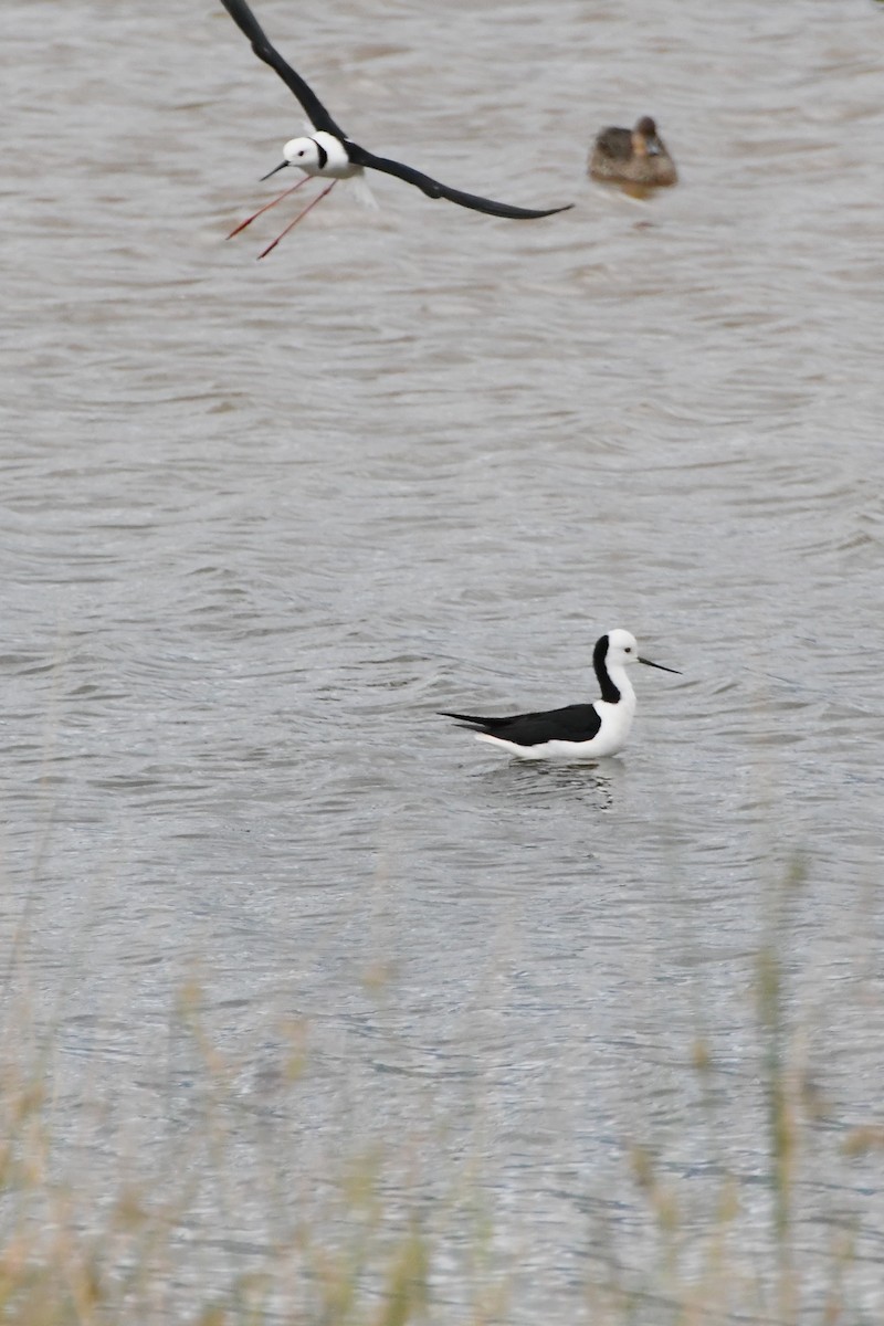 Pied Stilt - ML624536190