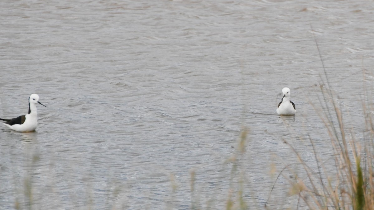 Pied Stilt - ML624536191